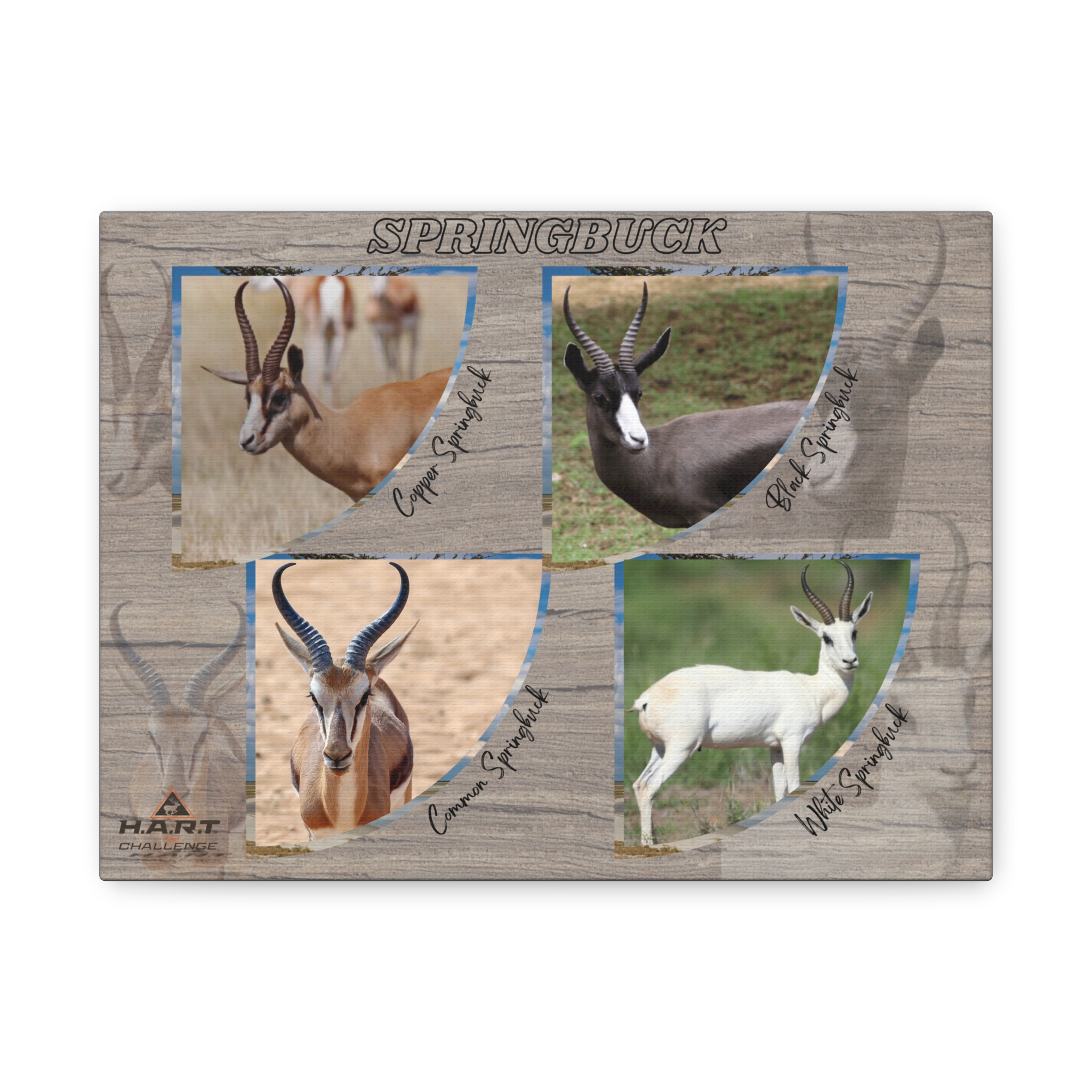 Springbuck H.A.R.T Challenge Shot Board