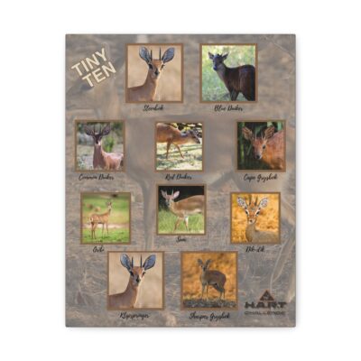 Tiny Ten H.A.R.T Challenge Shot Board