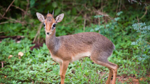 Tiny Ten H.A.R.T Challenge