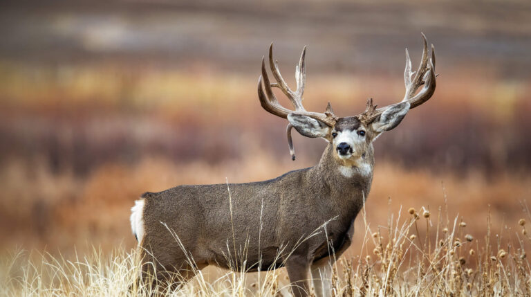 North American Mule Deer 20