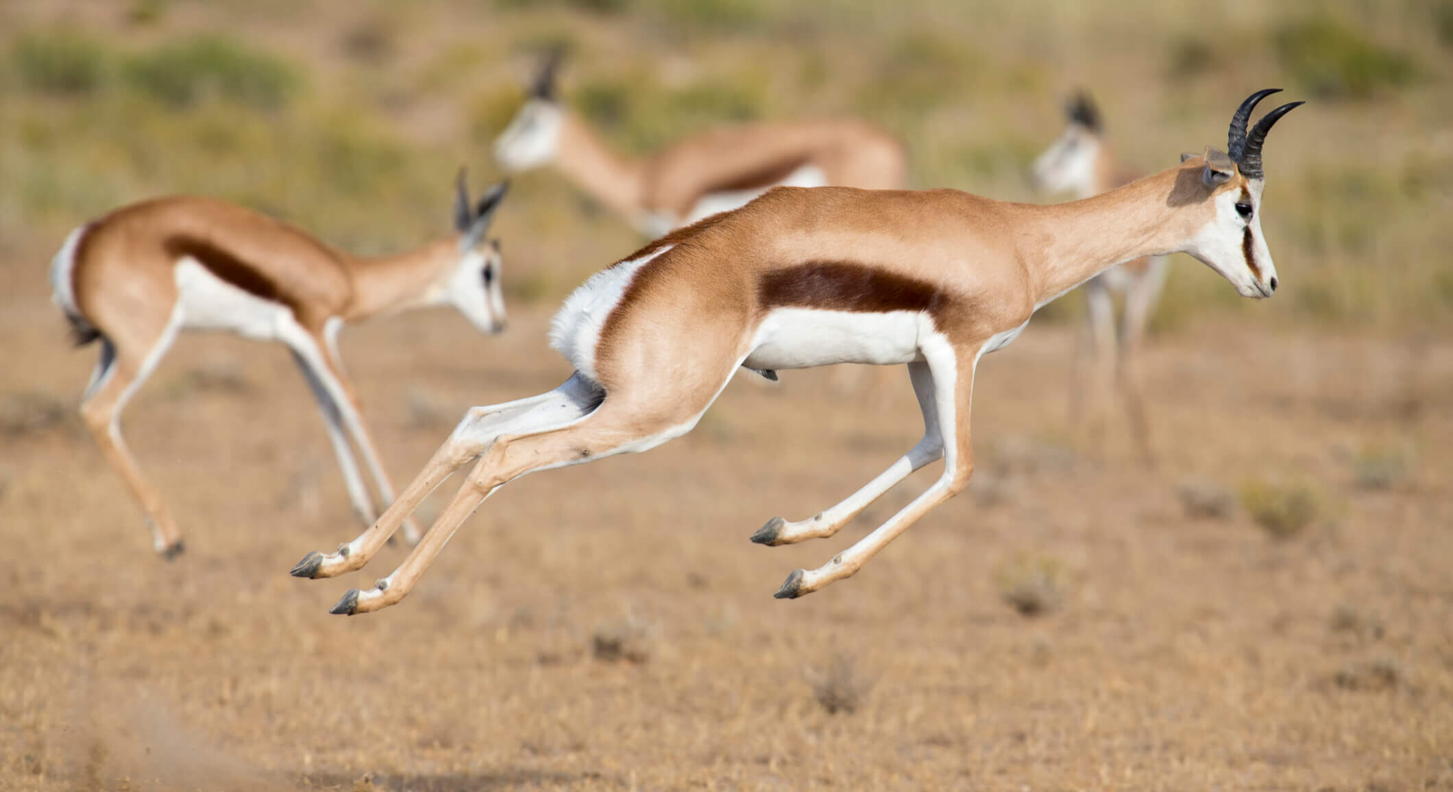 Springbok H.A.R.T Challenge - HART Hunts