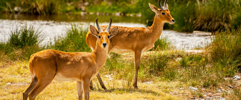 Reedbuck