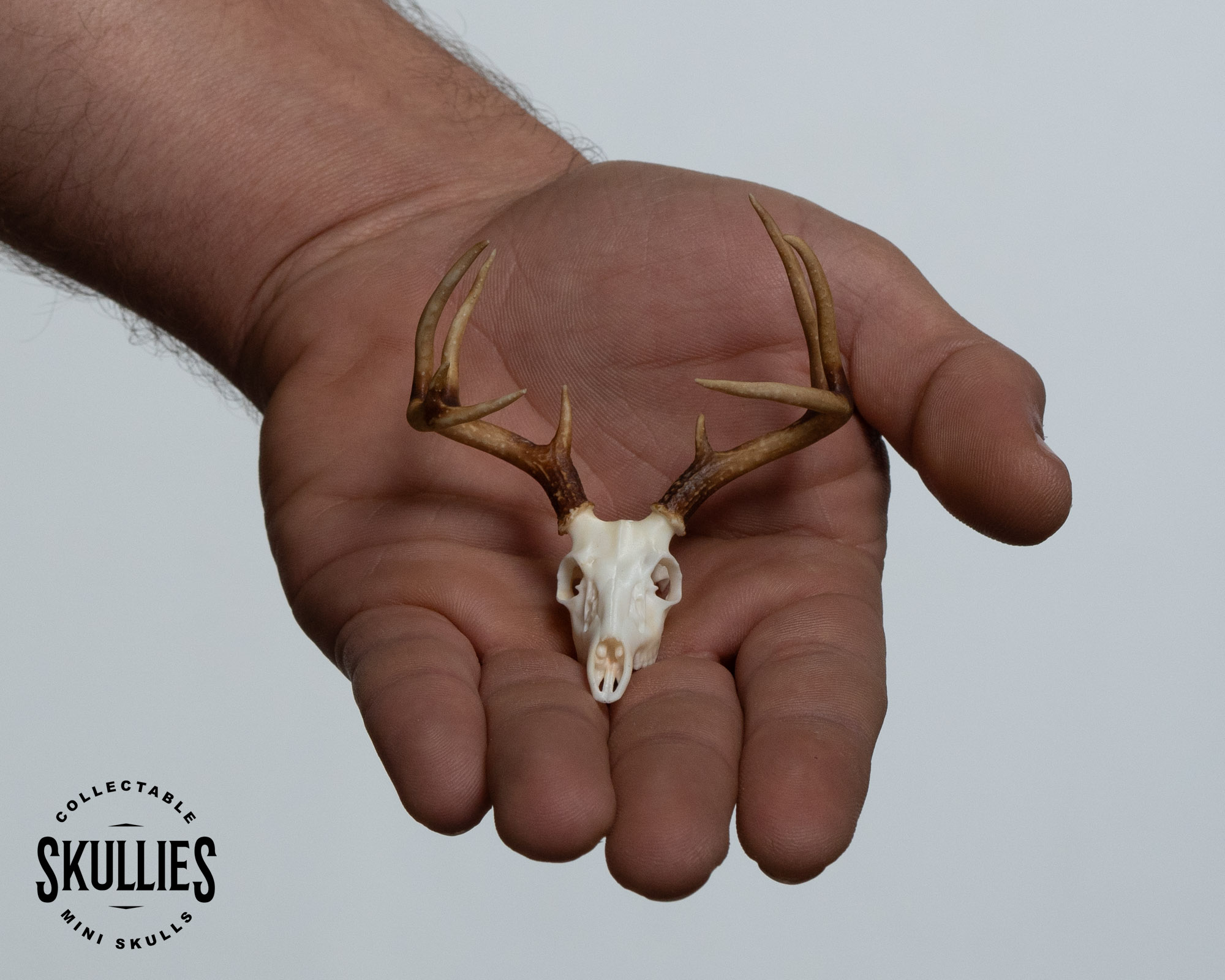 Whitetail Deer Skullie - Image 3